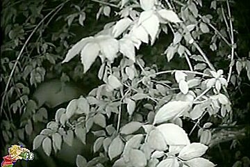 Cute coquette taking a piss in the bushes on cam